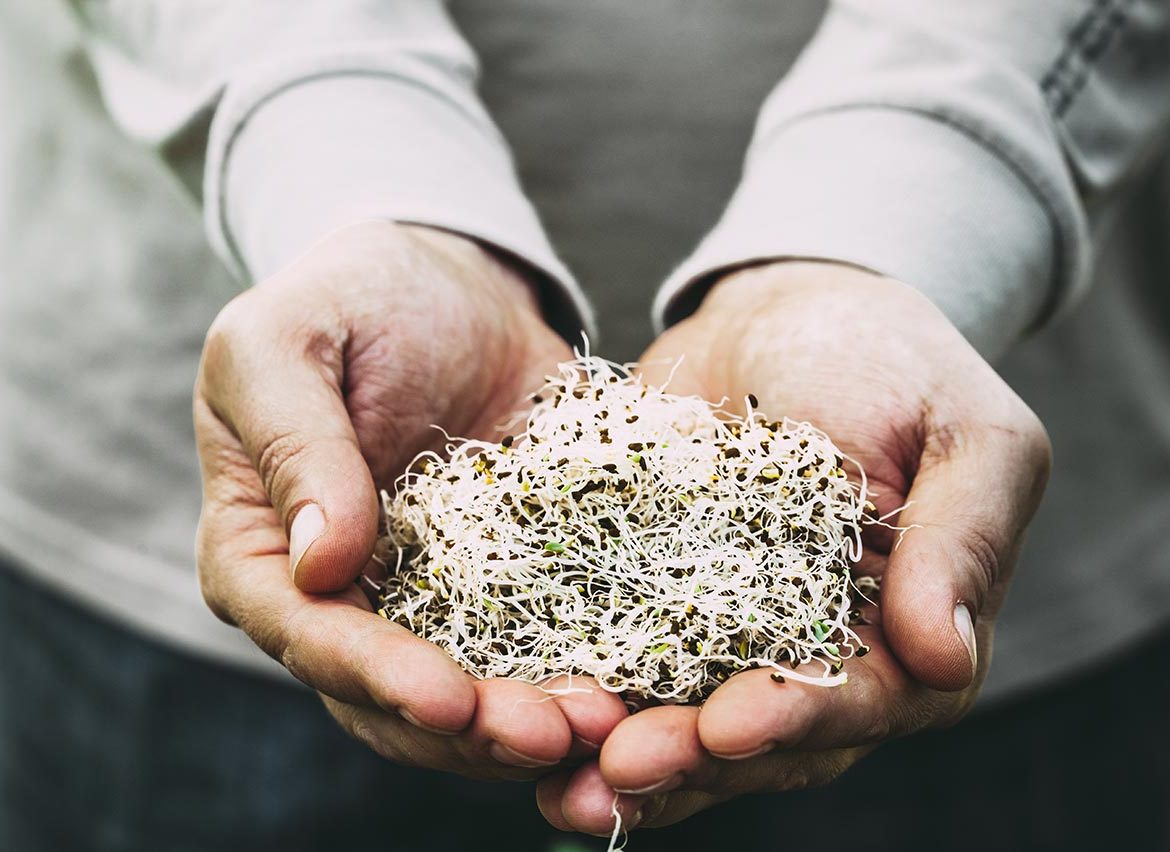 Alfa Sprouts in Man's Hands