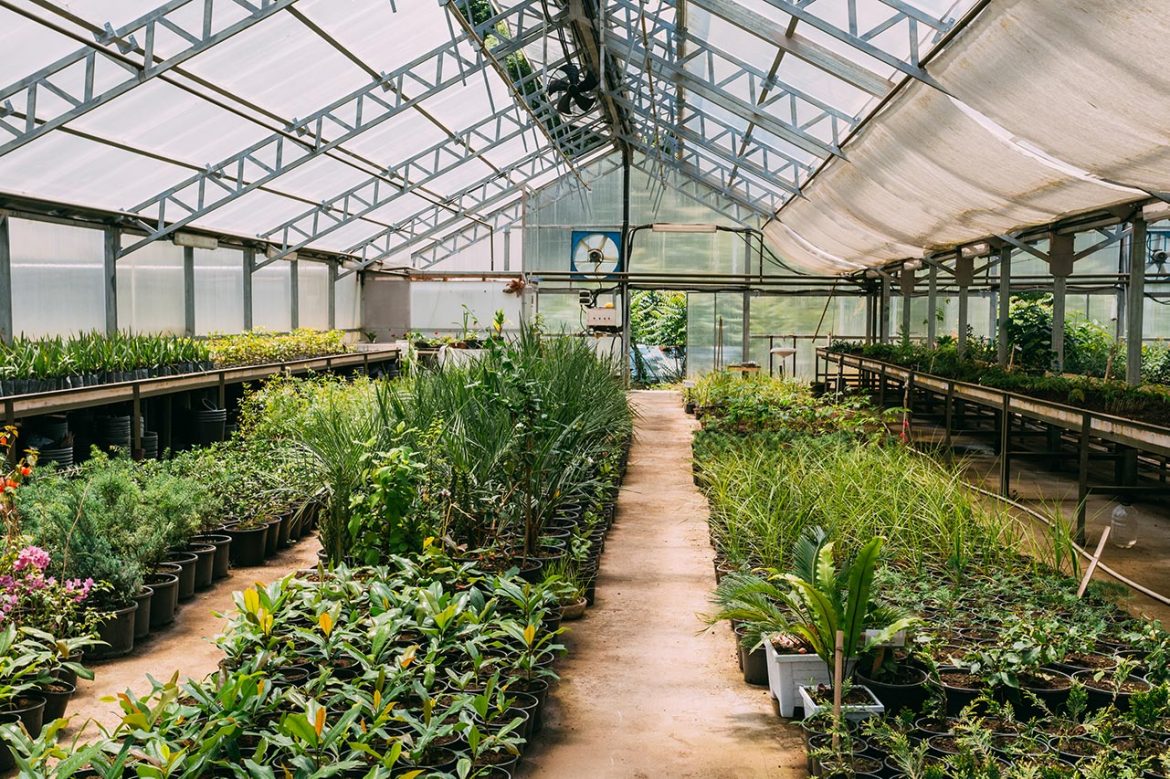 Sprouts of Plants Growing from Soil In Greenhouse