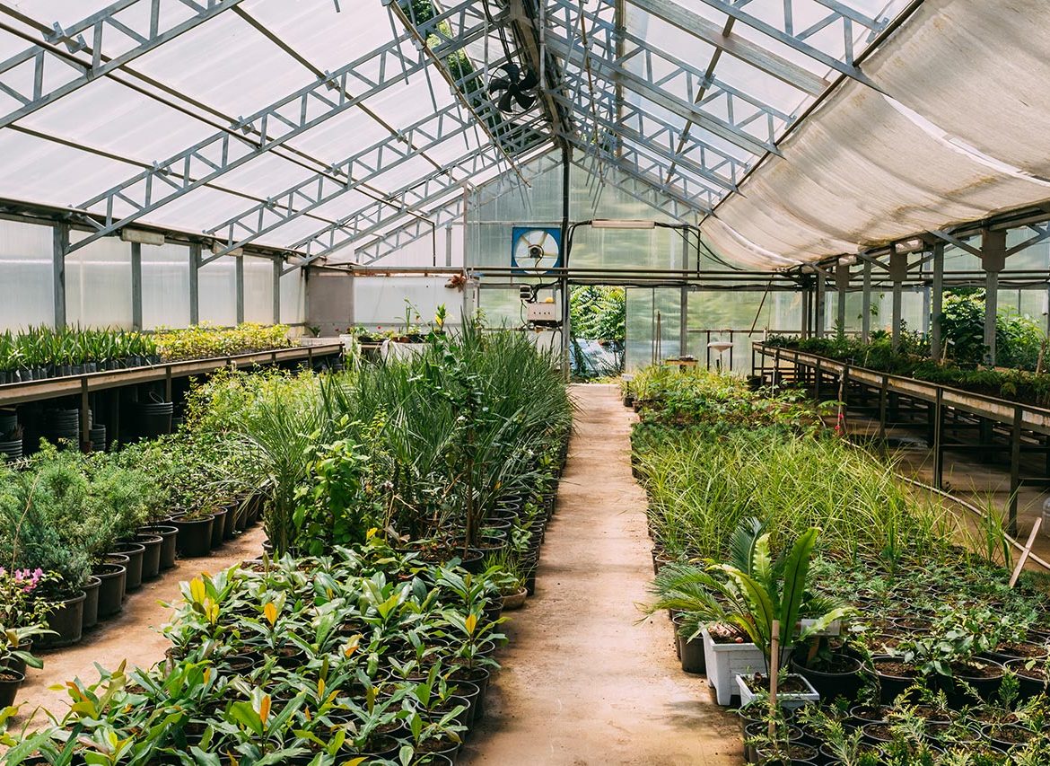 Sprouts of Plants Growing from Soil In Greenhouse