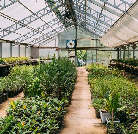 Sprouts of Plants Growing from Soil In Greenhouse